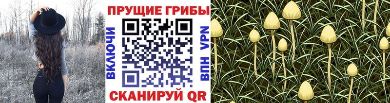 блэк спрут зеркало  Сретенск  Галлюциногенные грибы Cubensis 
